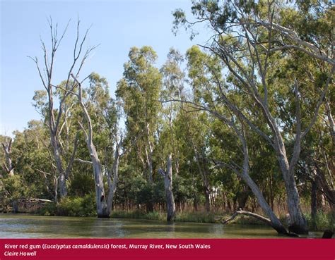 Eucalyptus Forest Triptych Great Ocean Road Australia ~ Trees