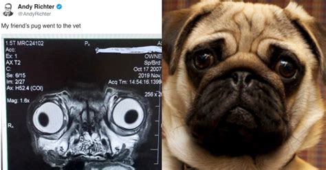 This Is What A Pugs Mri Scan Looks Like