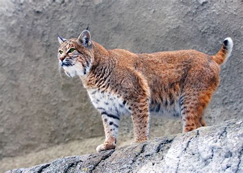 Lynx Big Cat Wallpaperhd Animals Wallpapers4k Wallpapersimages
