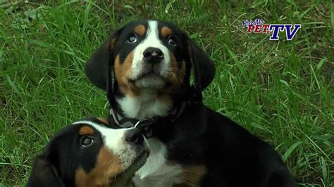 Somit bedarf er weniger pflege als viele andere hunderassen. Großer Schweizer Sennenhund: Informationen zur Rasse - YouTube