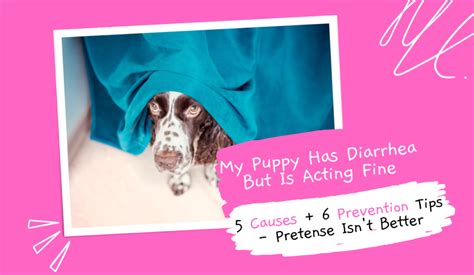 My Puppy Has Diarrhea But Is Acting Fine 5 Causes 6 Prevention Tips