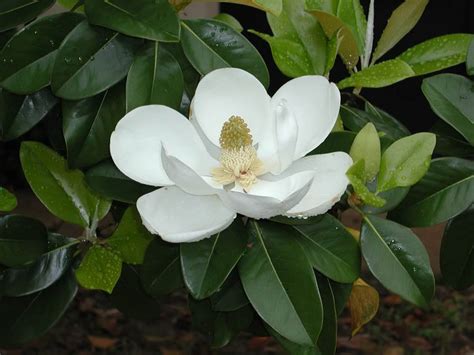 wallpaper: Magnolia Blossom