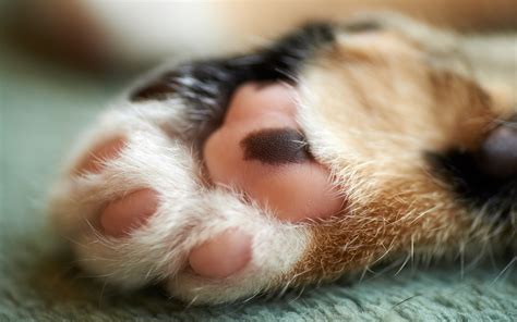 Cat Paw Swollen Smells Cat Meme Stock Pictures And Photos