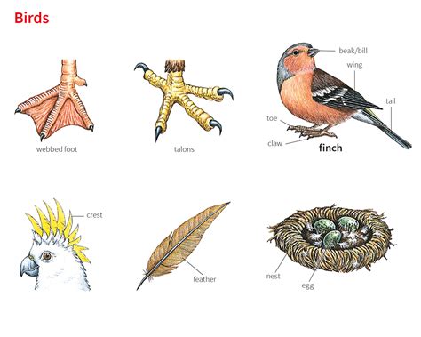 Bird Noun Definition Pictures Pronunciation And Usage Notes