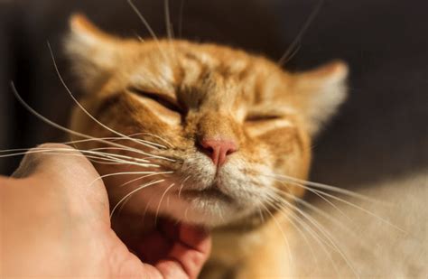 Cat Lump Under Chin We Reveal Probable Causes Symptoms And Treatments