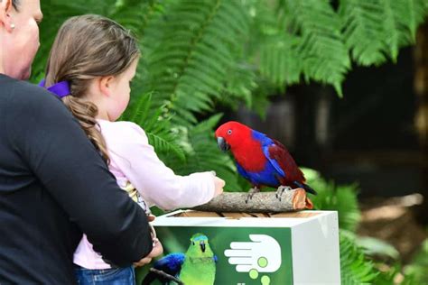 Luna Our Stunning Eclectus Parrot Takes The Limelight At Adelaide Zoo