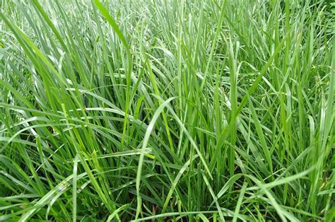 Quiet Cornerfine Fescue Grass For Lawns Quiet Corner