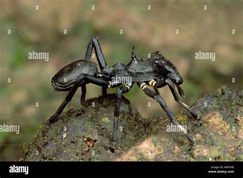 Ant Mimicking Jumping Spider Myrmarachne Sp Ecuador Stock Photo Alamy