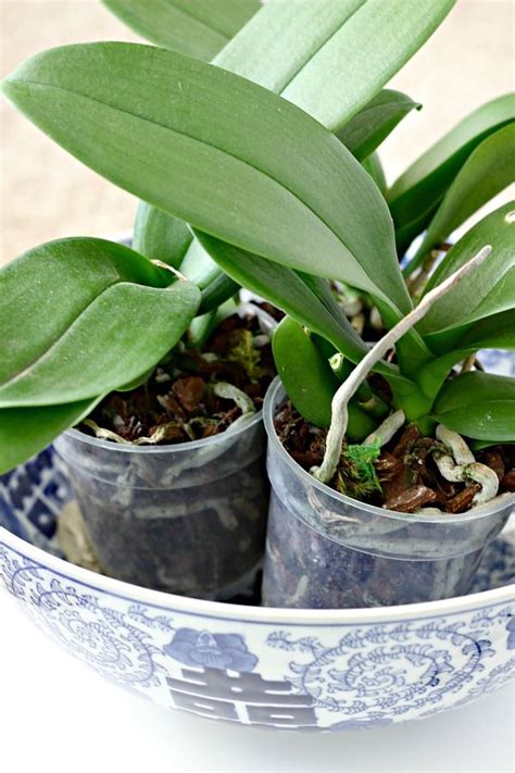 Allow the water to cool to room temperature, then drain. DIY FAUX/REAL ORCHID ARRANGEMENT | Orchid arrangements, Potted orchid centerpiece, Orchid pot