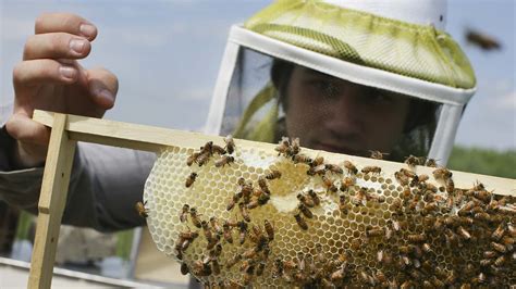 Scientists Neonicotinoids In 75 Of Honey Samples