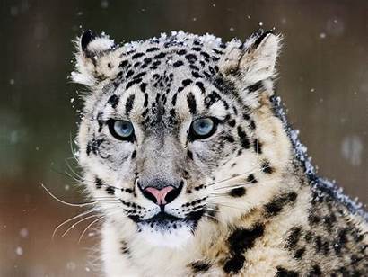 Snow Leopard Eyes Leopards Tiger Animals Eyed