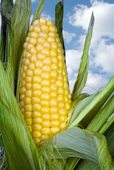 Is corn a grain, a fruit, or a vegetable — and is it actually healthy? Corncoblog!: Chicomecoatl: Aztec Goddess of Maize.