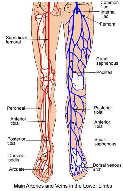 Lower Extremity Anatomy Parts And Functions Leg Vein Anatomy Medical Anatomy Body Anatomy