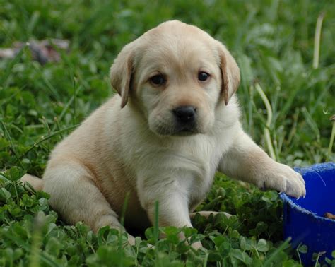 Puppy Dogs Hd Wallpapers High Definition Free Background