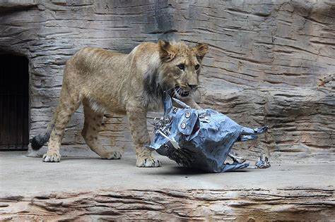 Lev šimon v olomoucké zoo. Malý lev se dnes v zoo učil lovit - OLOMOUC.CZ