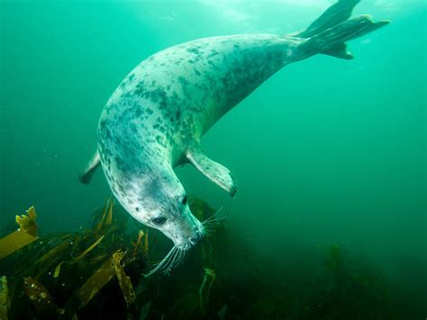 Grey Seal Underwater Stock Photos Pictures And Royalty Free Images Istock