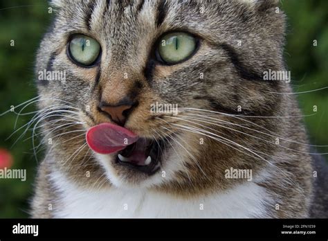 Tabby Cat With Its Tongue Sticking Out Stock Photo Alamy