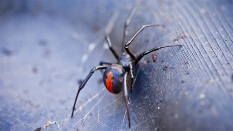 Mum Battles Agonising Injuries Eight Years After Redback Spider Bite