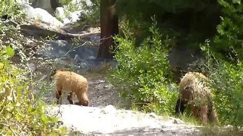 Mamma Bear With 2 Cubs Kings Canyon National Park Youtube