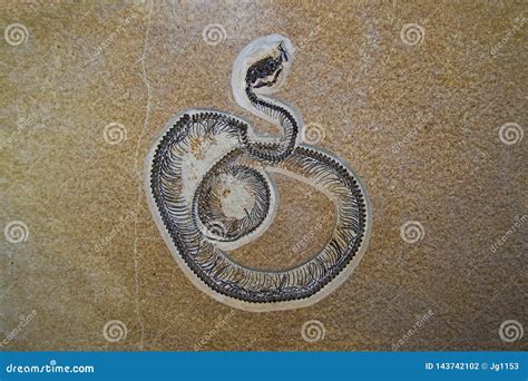 Fossilized Snake Stock Photo Image Of Reptile Paleontology 143742102