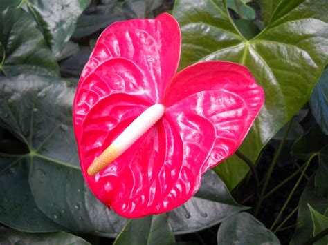 Our Top 10 Most Beautiful Tropical Plants Omar Gardens Blog