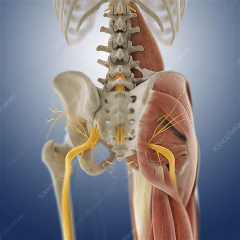Almost every muscle constitutes one part of a pair of identical bilateral. Lower body anatomy, artwork - Stock Image - C014/5584 ...