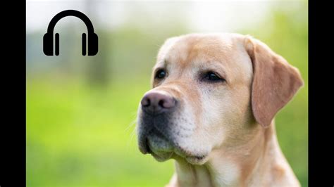 Labrador Barking Dog Sound Effect Youtube