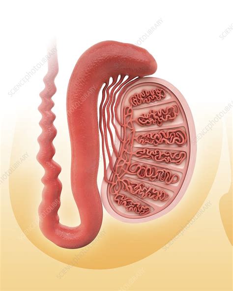 Human Testicle Artwork Stock Image F008 7211 Science Photo Library
