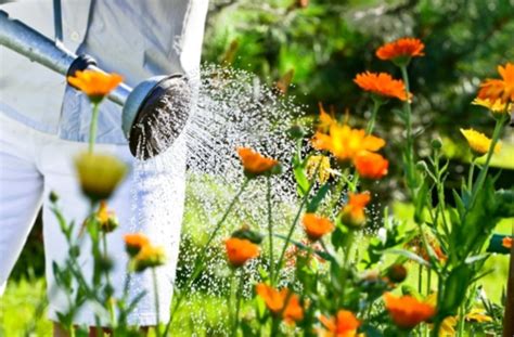 Das gießen des gartens an heißen tagen ist nichts für langschläfer. Garten: Jetzt hilft nur noch gießen - Wissen - Stuttgarter ...