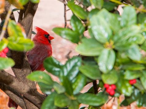 Male Cardinal Sitting In The Bushes Smithsonian Photo Contest