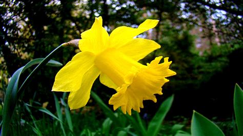 Daffodil Full Hd Wallpaper And Background Image 1920x1080 Id442285