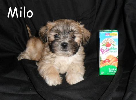 He has beautiful teddy bear features and a nice soft thick coat. 11 best Teddy bear dogs images on Pinterest | Puppys ...