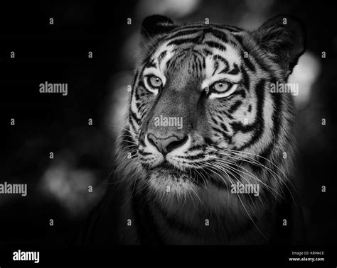 Portrait Of A Siberian Tiger Stock Photo Alamy