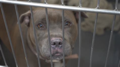 Hundreds Of Dogs And Cats Waiting For Adoption At Indianapolis Animal