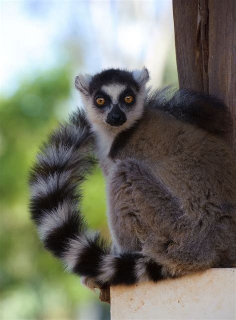 Lemurs Leap Onto The Big Screen In New Documentary Here