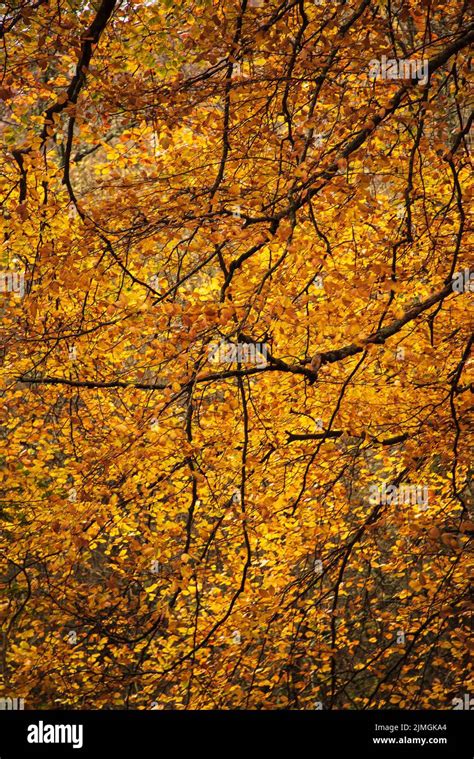 Beautiful Close Up Landscape Image Of Golden Beech Tree In Full Color