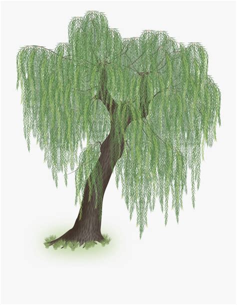 Clip Art Weeping Willow Clip Art Library