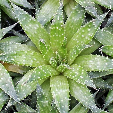 Species Spotlight Aloe Plant Care The Succulent Eclectic Aloe