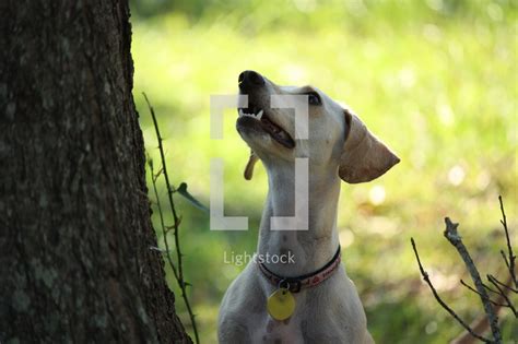 Dog Looking Up A Tree — Photo — Lightstock