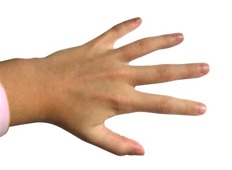 Filehand Fingers Wikimedia Commons