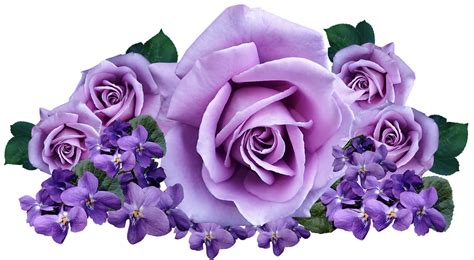 Roses Violets Flowers Free Photo On Pixabay Pixabay