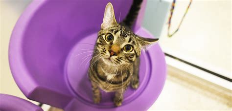 Our cat adoption agency runs a physical shelter and partners with several foster homes in the bossier city and shreveport, la area. Cat For Adoption Las Vegas - The W Guide