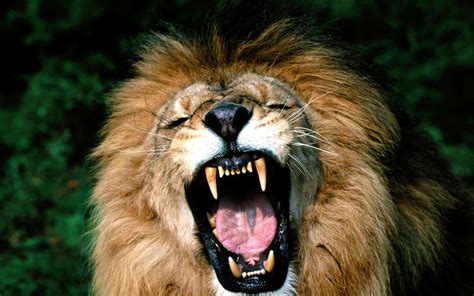 Angry Lion Face Wallpapers Wallpaper Cave