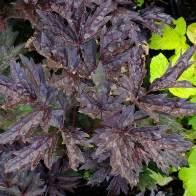 What do you call a black cimicifuga bugbane? Actaea simplex 'Hillside Black Beauty' (Cimicifuga ...