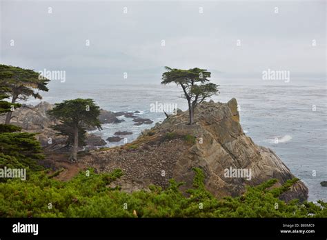 Lone Cypress Tree A Popular Scenic Spot On The 17 Mile Drive At