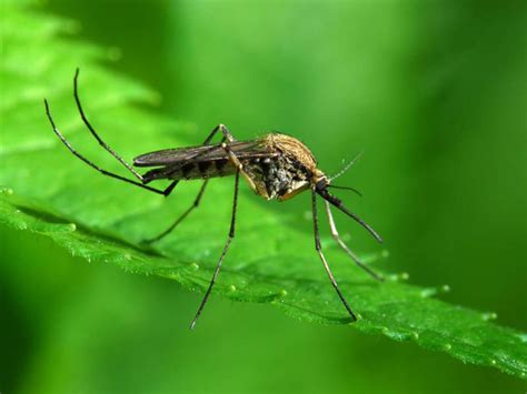 Mosquito Season Chicago One Of Worst Cities For Bloodsuckers Chicago
