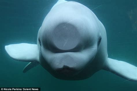 Silly Whales Beluga Whale Funny Animal Pictures Beluga