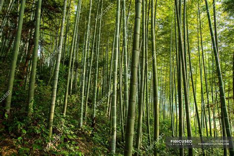 Beautiful Scenery In Green Bamboo Forest China — Day East Asia