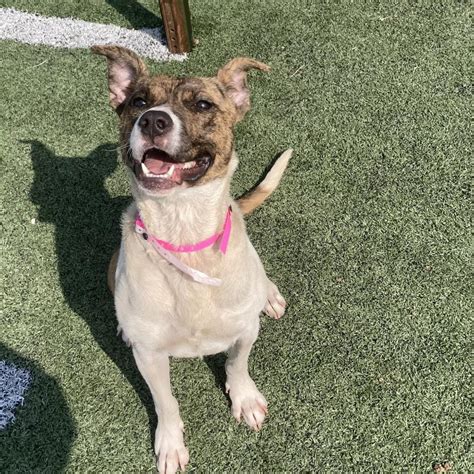 Penelope Is Available For Adoption At Memphis Animal Services