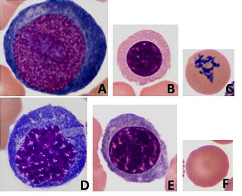 Sos Biologia Celular Y Tisular Sangre Eritropoyesis Blood